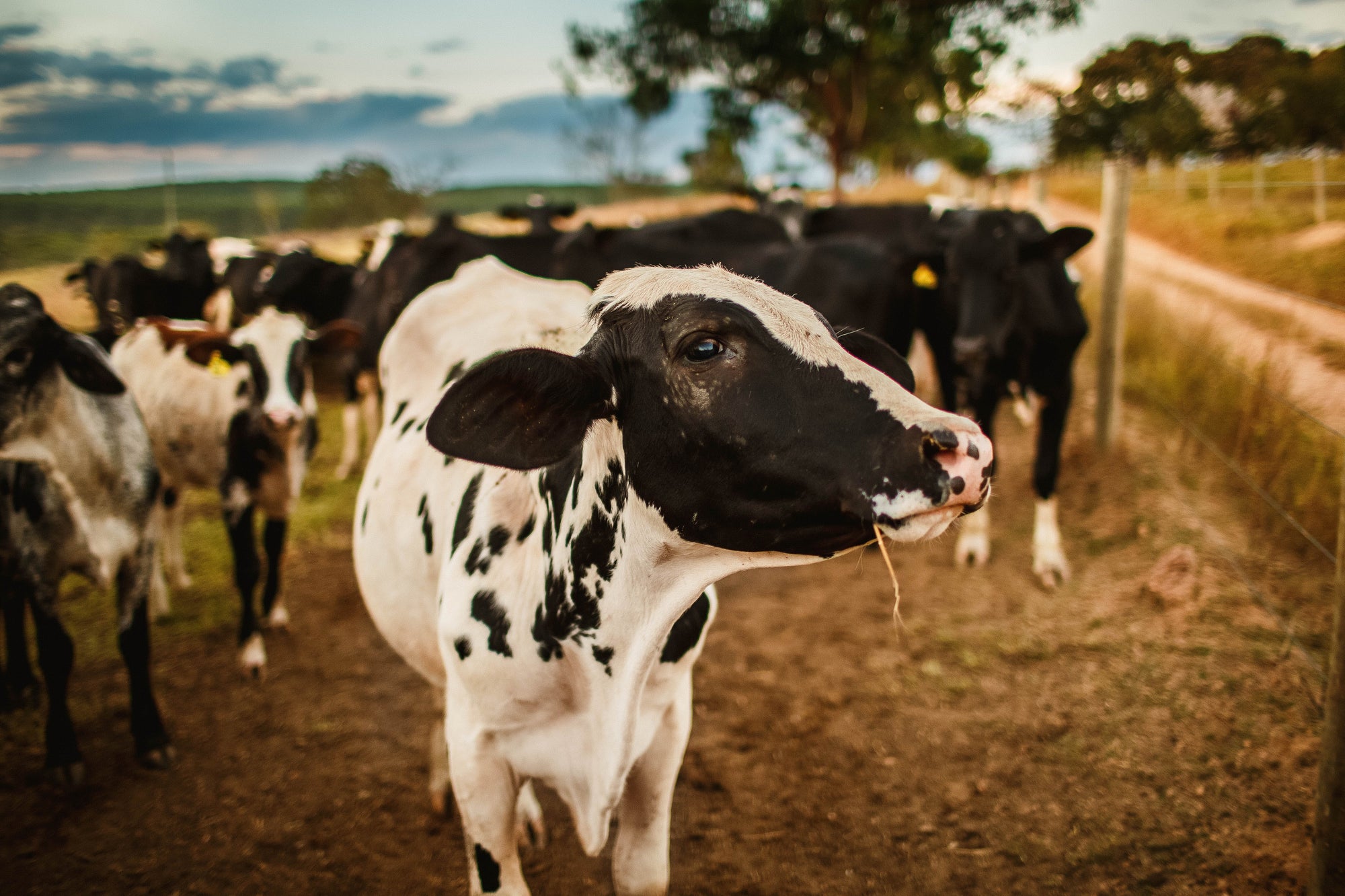 Cow in a field